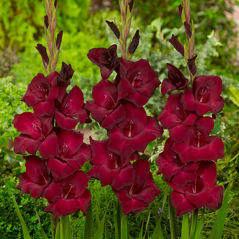 Espresso Gladiolus, Gladiolus Espresso