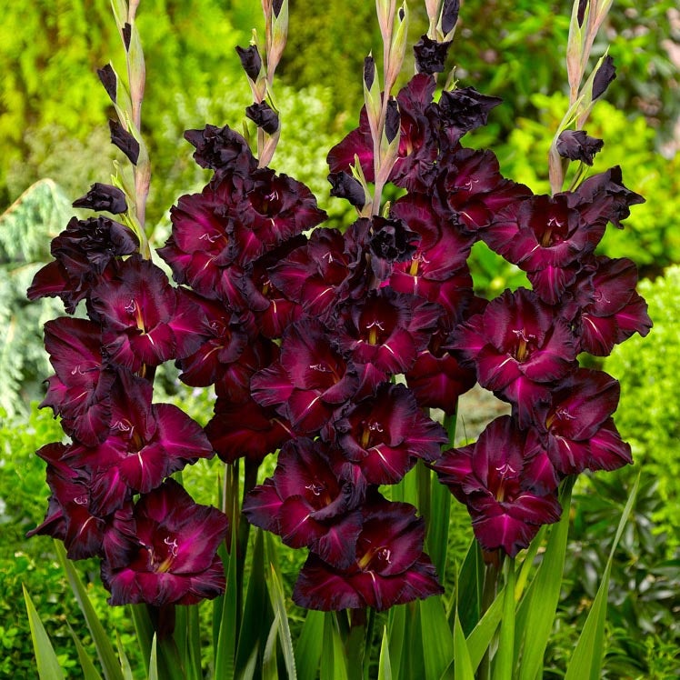 Espresso Gladiolus, Gladiolus Espresso