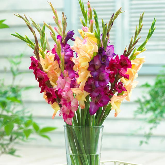 Mardi Gras Gladiolus Mix