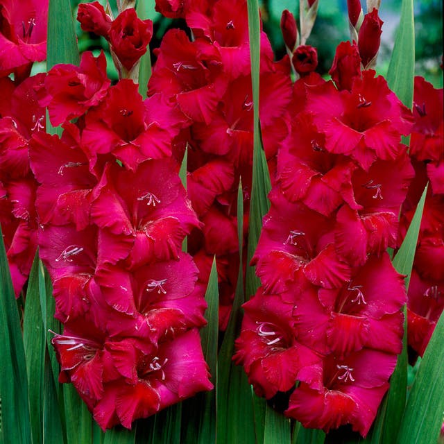 Plum Tart Gladiolus