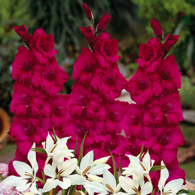 Gladiolus Plum Tart (Bulb), Purple Gladiolus, Hot Pink Gladiolus