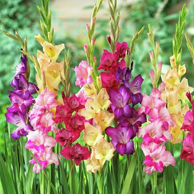 Gladiolus Rainbow Mix, Gladiolus, Large Flowering Gladiolus