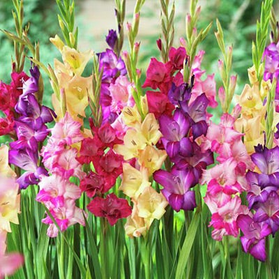 Gladiolus Rainbow Mix, Gladiolus, Large Flowering Gladiolus