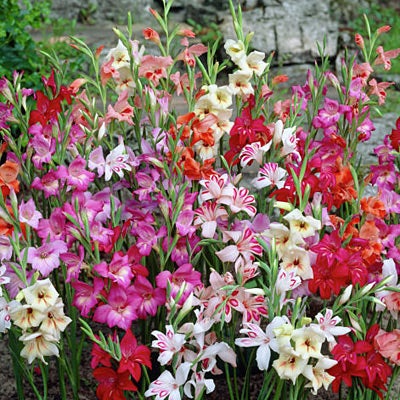 Hardy Gladiolus Nanus Mix, Gladiolus nanus, Hardy Gladiolus