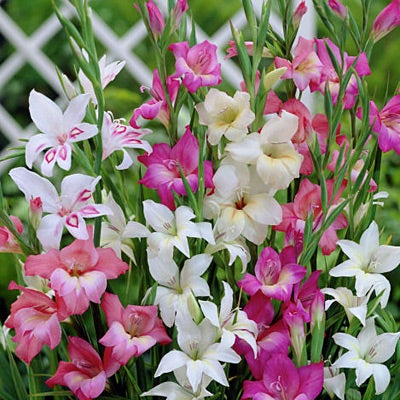 Hardy Gladiolus Nanus Mix, Gladiolus nanus, Hardy Gladiolus