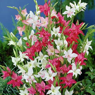 Hardy Gladiolus Nanus Mix, Gladiolus nanus, Hardy Gladiolus