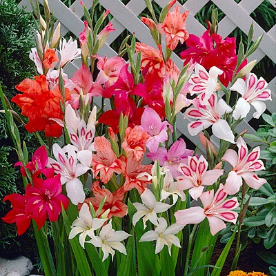 Hardy Gladiolus Nanus Mix, Gladiolus nanus, Hardy Gladiolus