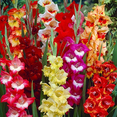 Parrot Gladiolus Mix