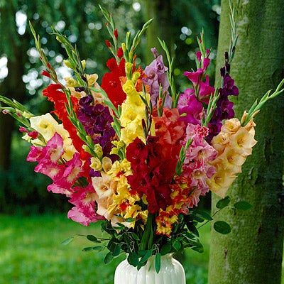 Gladiolus Rainbow Mix, Gladiolus, Large Flowering Gladiolus