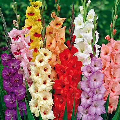 Gladiolus Rainbow Mix, Gladiolus, Large Flowering Gladiolus