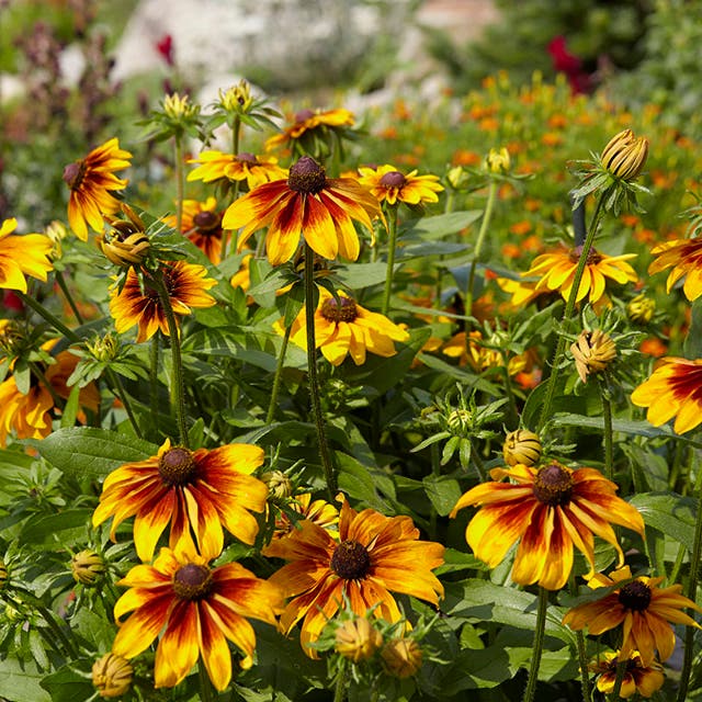 Gloriosa Daisy Seeds (Rudbeckia)