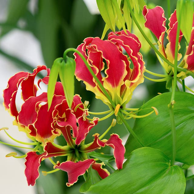 Gloriosa Lily