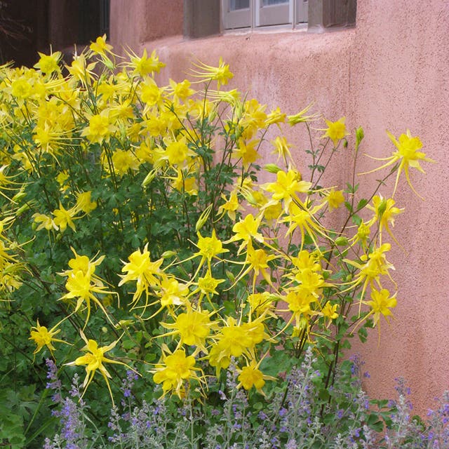 Golden Spur Columbine