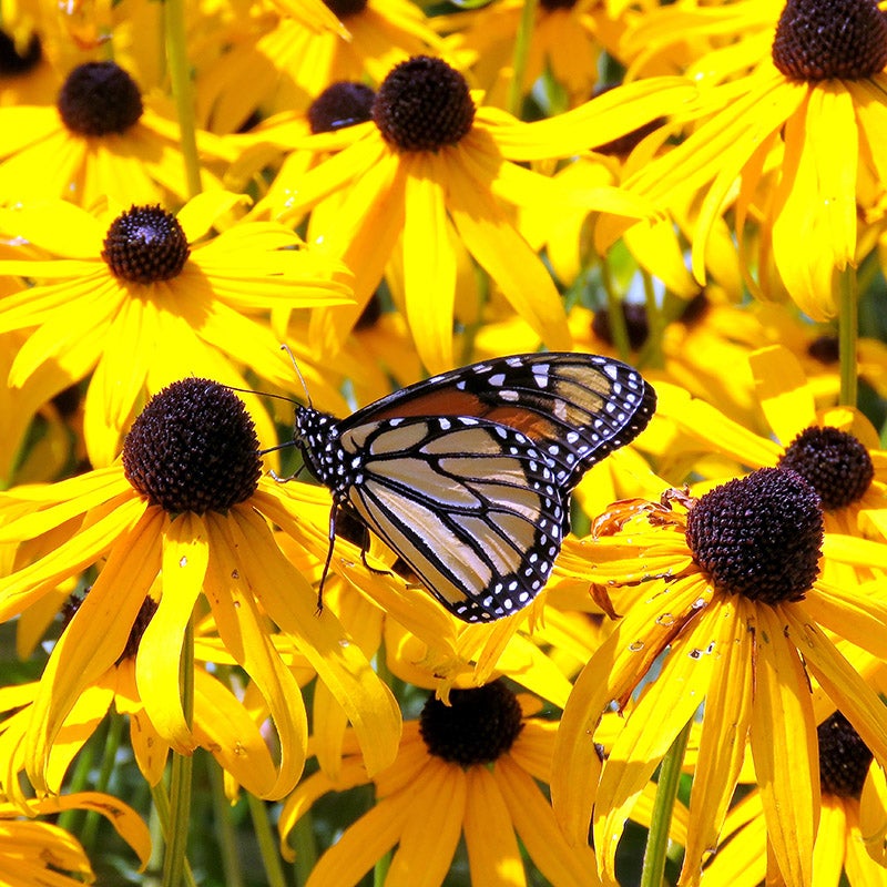 Yellow Rudbeckia fulgida Goldsturm, Rudbeckia fulgida Goldsturm, Black Eyed Susan