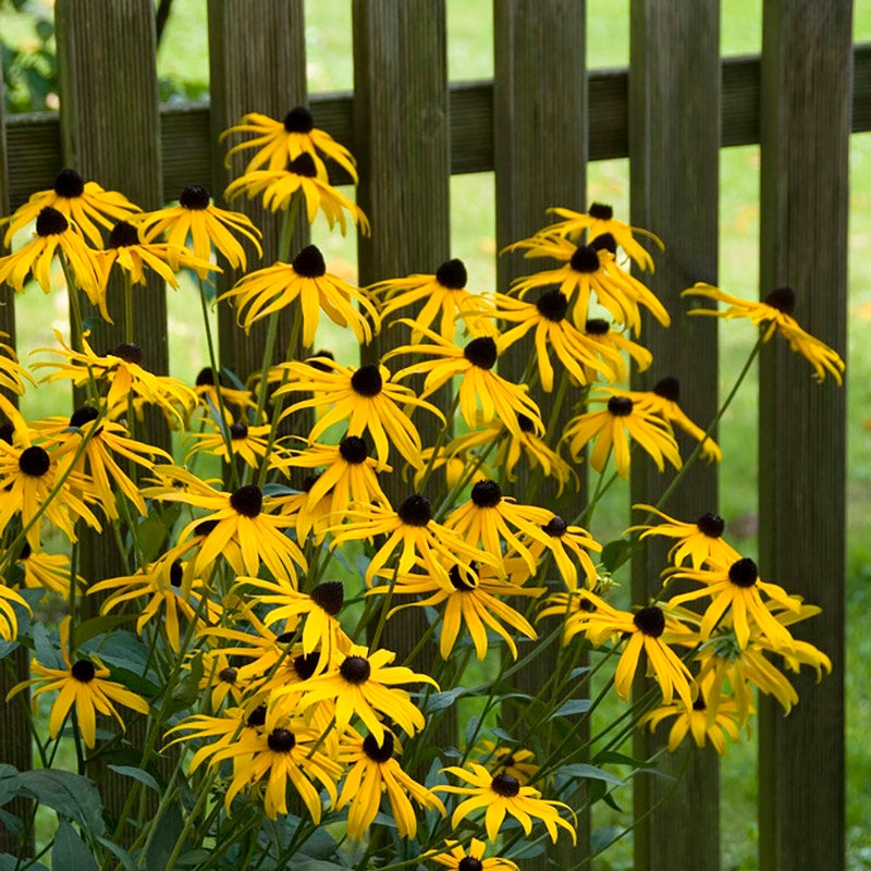 Yellow Rudbeckia fulgida Goldsturm, Rudbeckia fulgida Goldsturm, Black Eyed Susan