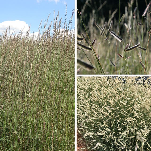 Grama Grass Collection