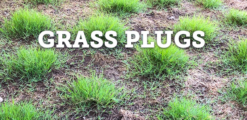 grass plugs category photo