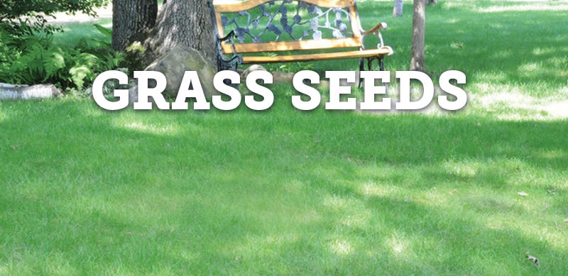 grass seeds category photo