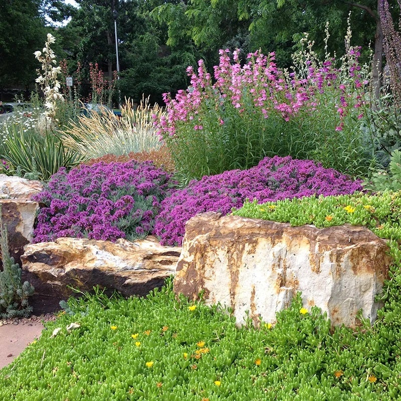 Gray Creeping Germander (Teucrium cossonii). Employee Photo. 
