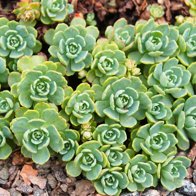 Gray Sedum