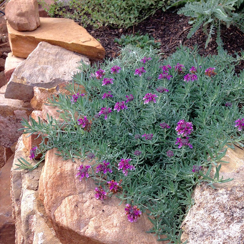 Gray Creeping Germander (Teucrium cossonii). Employee Photo. 