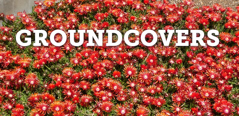 ground covers category photo