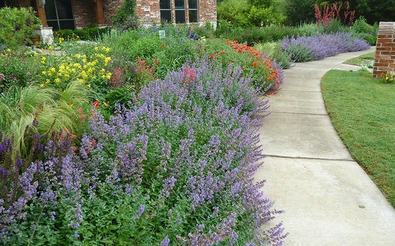 Nepeta lines the sidewalk in front of a beautiful home and perennial garden