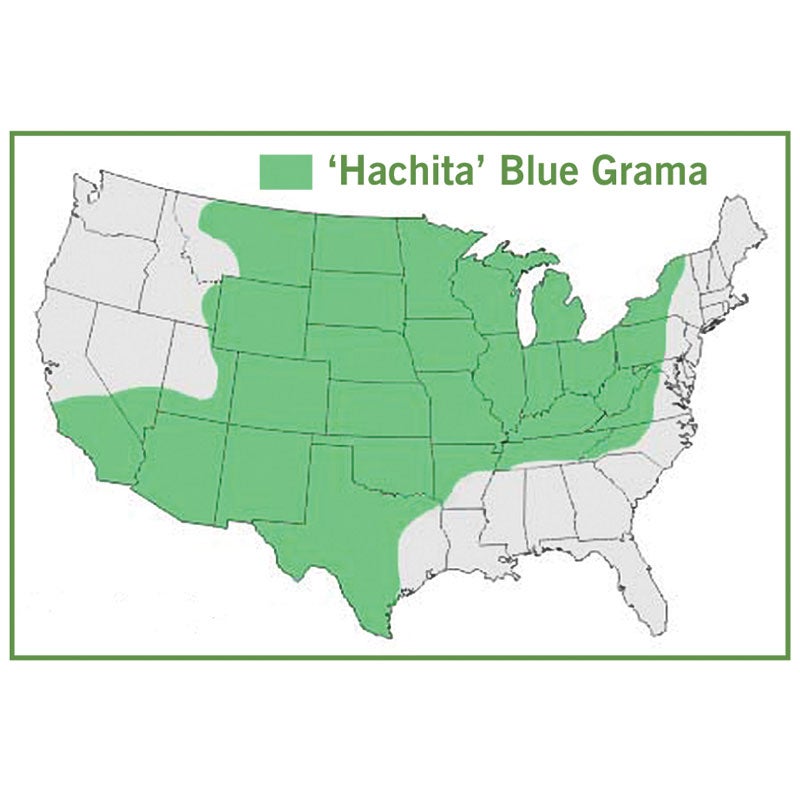 Bouteloua gracilis Hachita Map