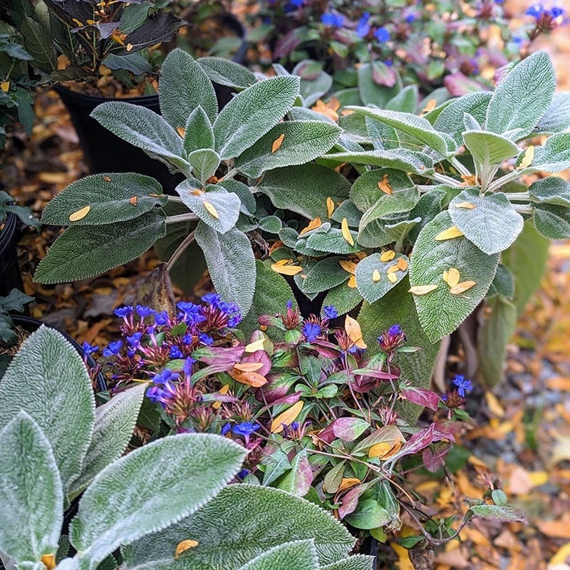 Ceratostigma plumbaginoides (Hardy Plumbago) and Stachys byzantina 'Helen von Stein' (Lamb's Ear)