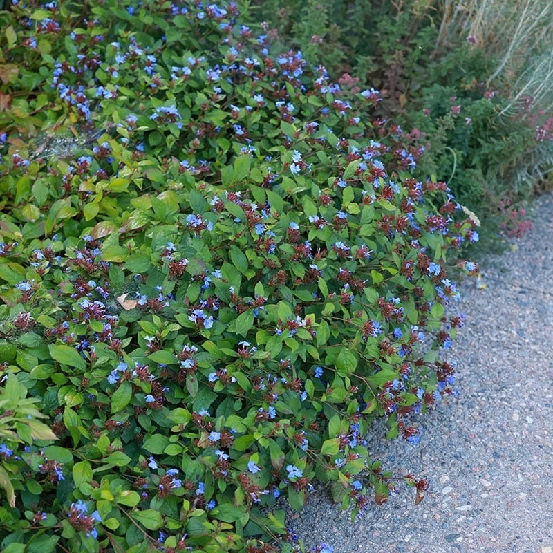 Ceratostigma plumbaginoides (Hardy Plumbago)