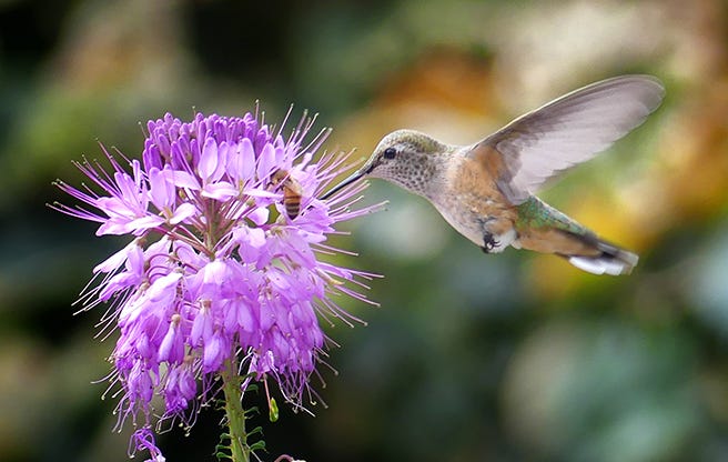 rocky mountain cleome