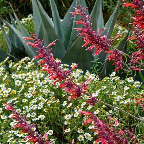 Agastache 'Glowing Embers'