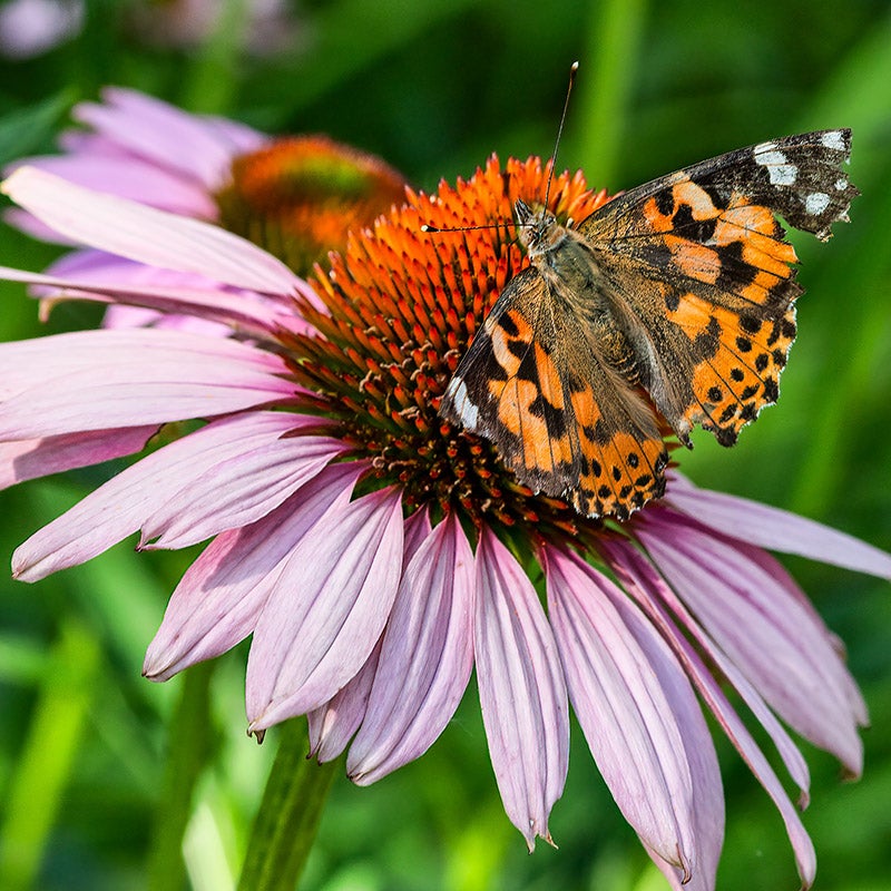 High Country Butterfly Habitat Wildflower Seed Mix