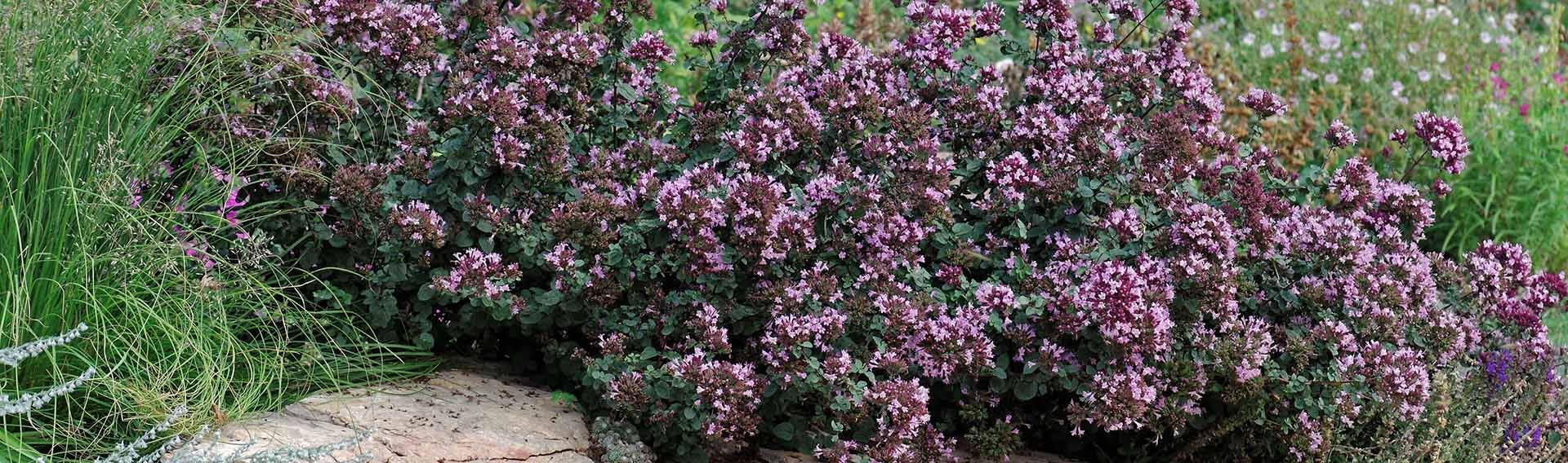 ornamental oregano in a waterwise rock garden