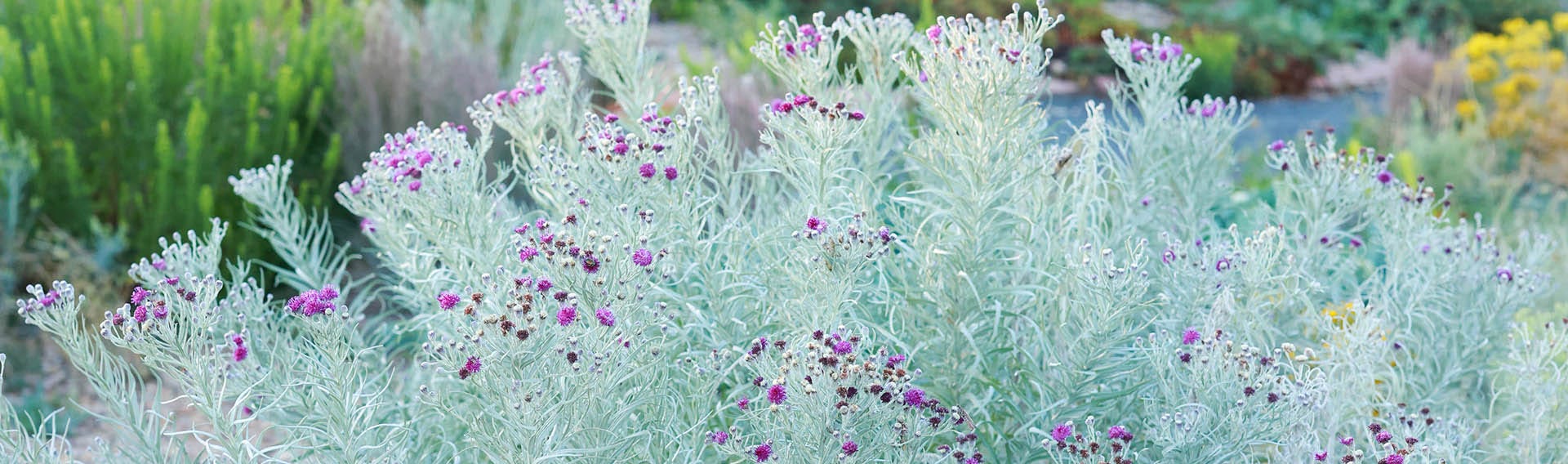 Vernonia lindheimeri v. leucophylla (Silver Ironweed)