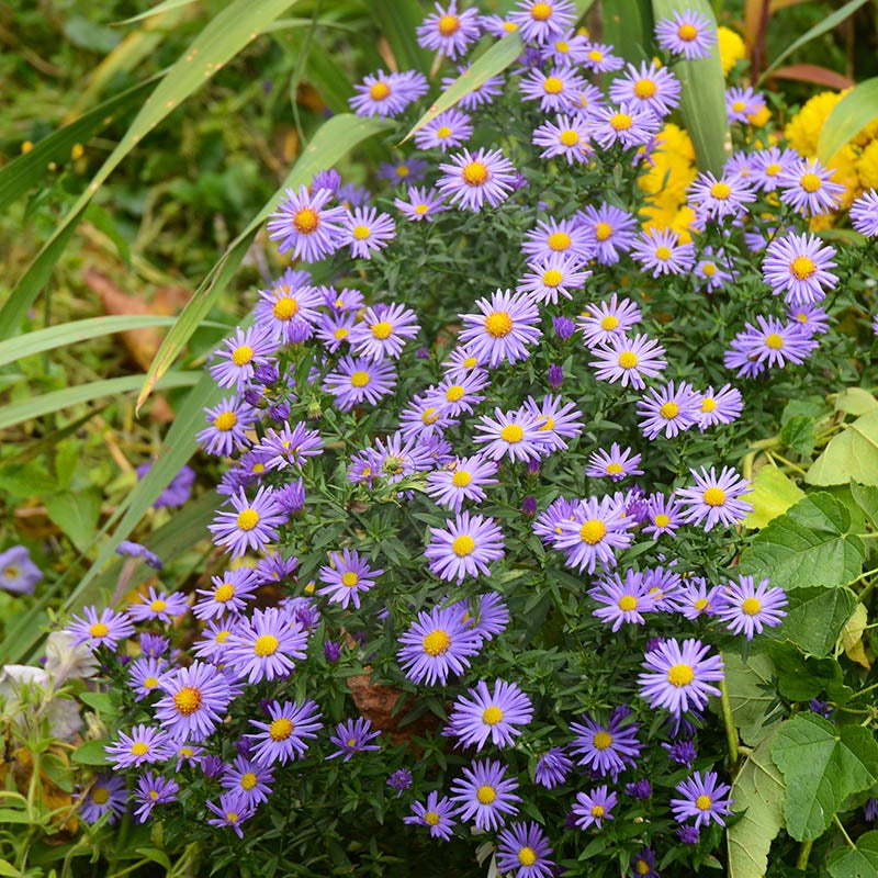 Machaeranthera tanacetifolia (Prairie Aster)