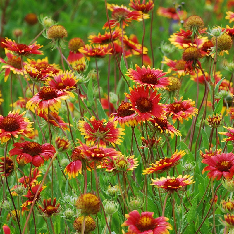 Gaillardia aristate (Blanket Flower)