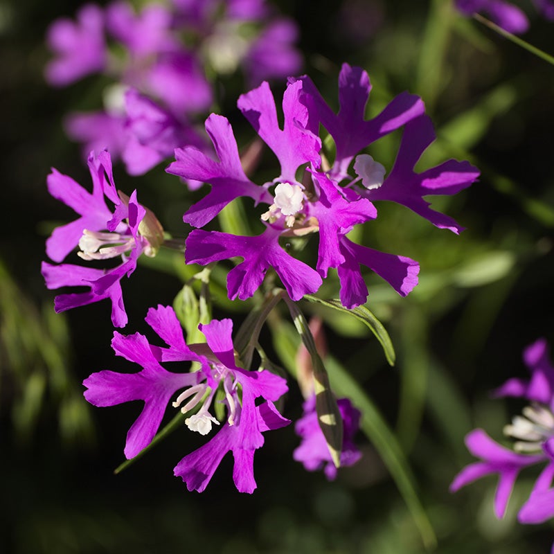 Clarkia pulchella (Deerhorn Clarkia)