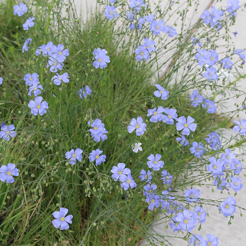 Linum lewisii (Blue Flax)