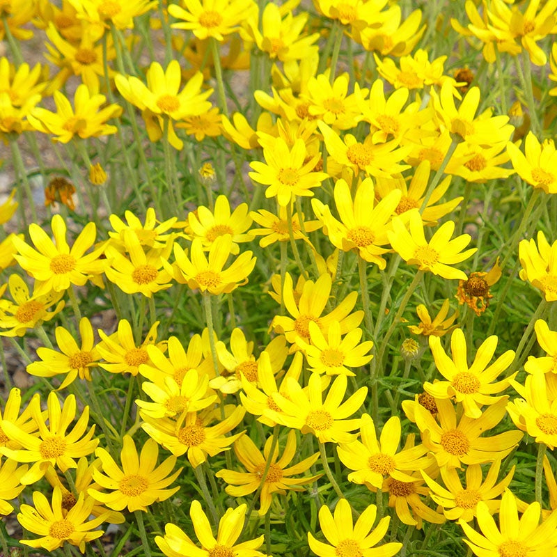 Eriophyllum lanatum (Oregon Sunshine)