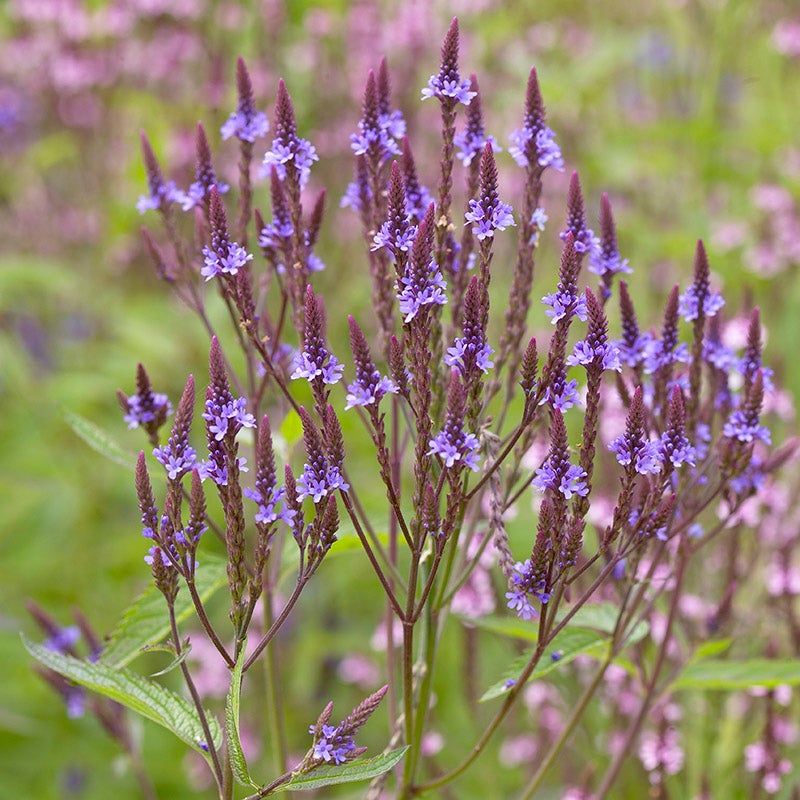 Verbena hostata (Hoary Vervain)