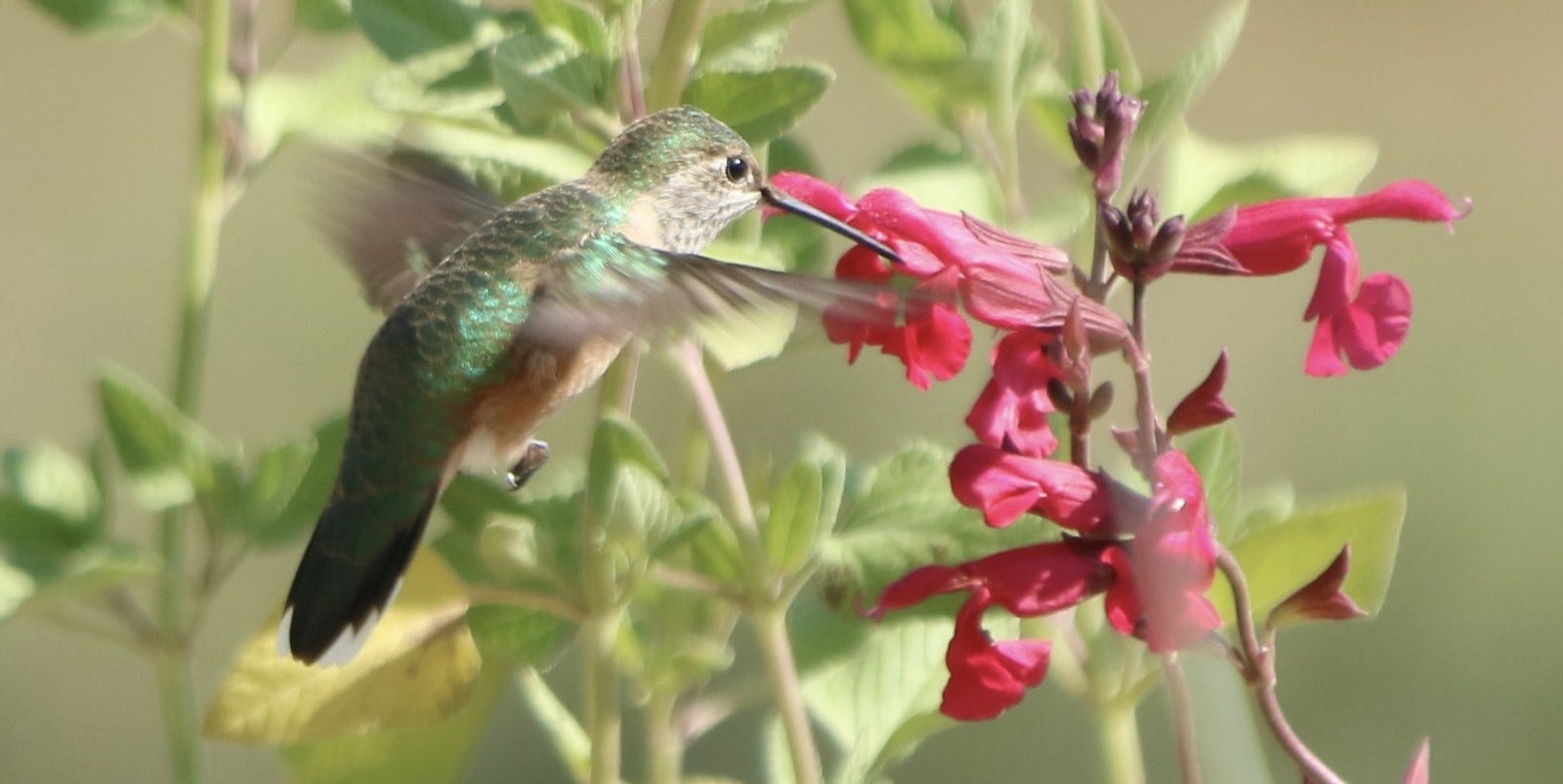 Our customer captured a hummingbird sipping nectar from a bright red Salvia bloom.