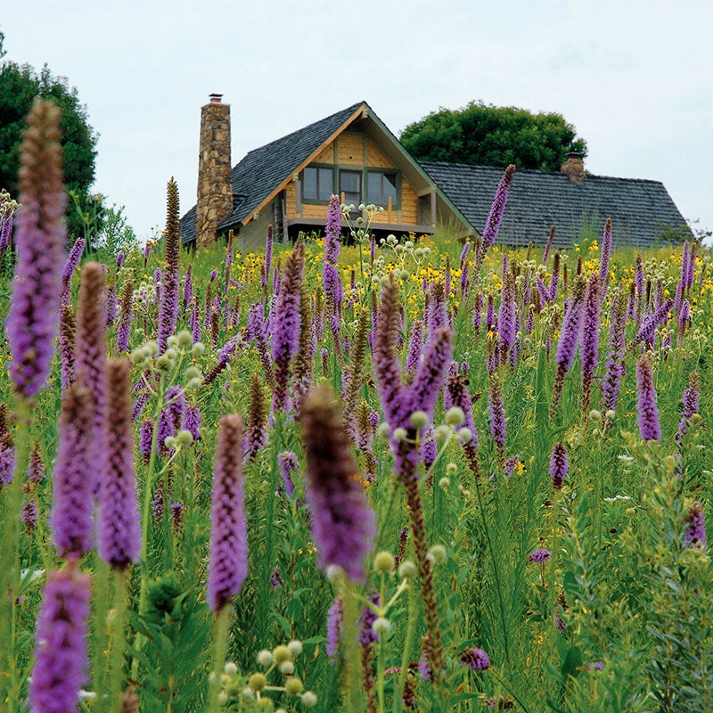 High Country Gardens Meadow Native Wildflower Seed Mix