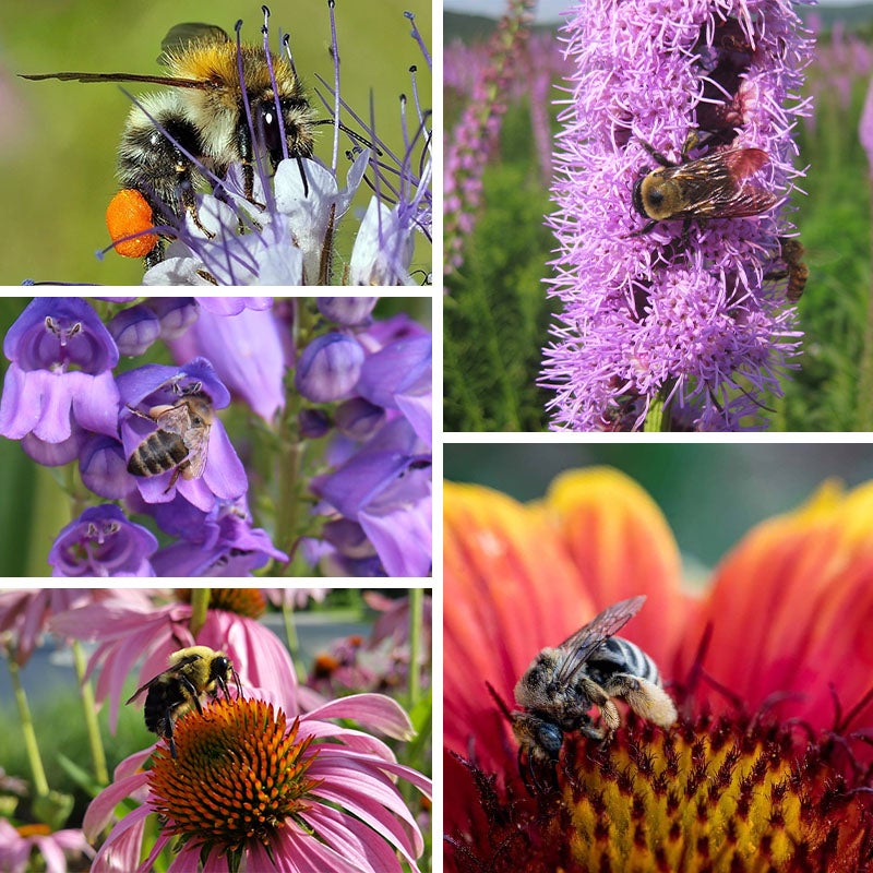 Native Bee Habitat Wildflower Seed Mix