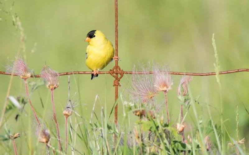 Goldfinch on a fence