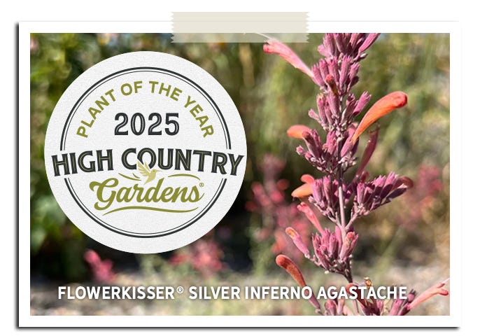 2025 Plant Of The Year FlowerKisser Silver Inferno Agastache