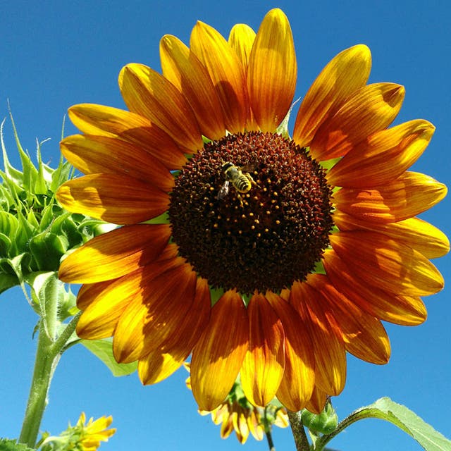 Sunflower Seeds (Helianthus)