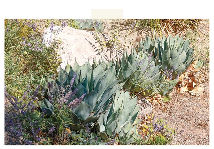 Agave Plants in Albuquerque Botanic Gardens. Employee Photo.