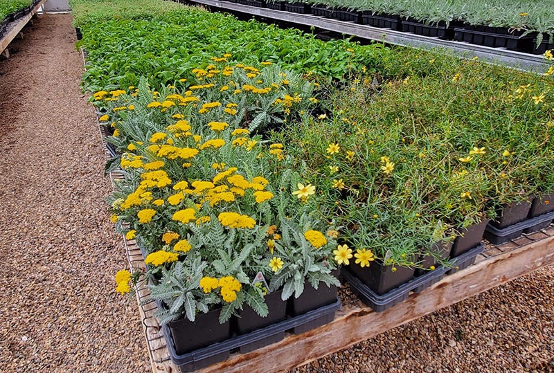 perennial plants at the greenhouse