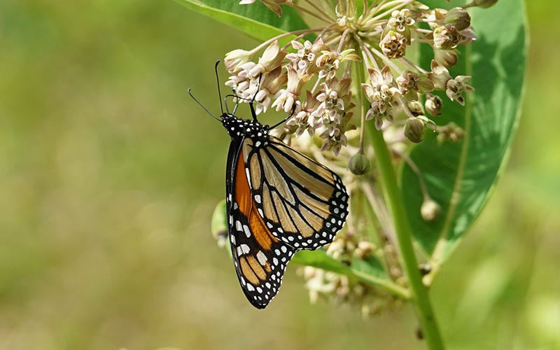 Monarch on Milkweed